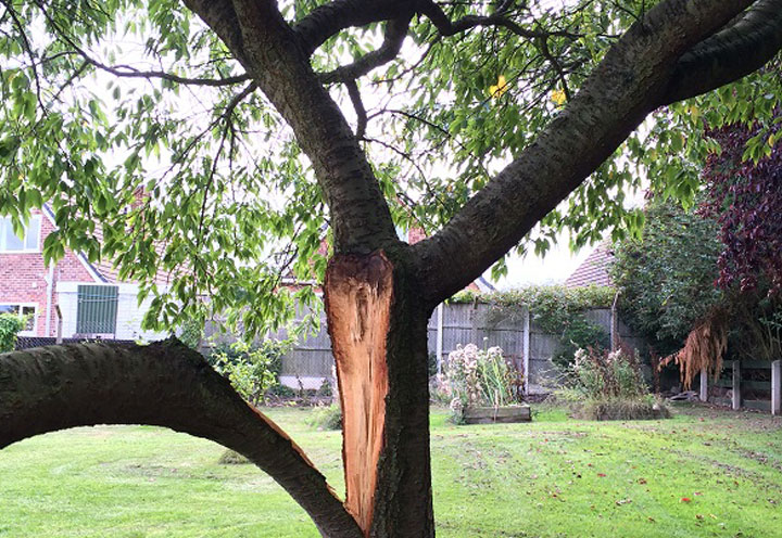 Formative pruning is carried out to enhance the branch structure, enabling the tree to be free from mechanical weaknesses. Learn more