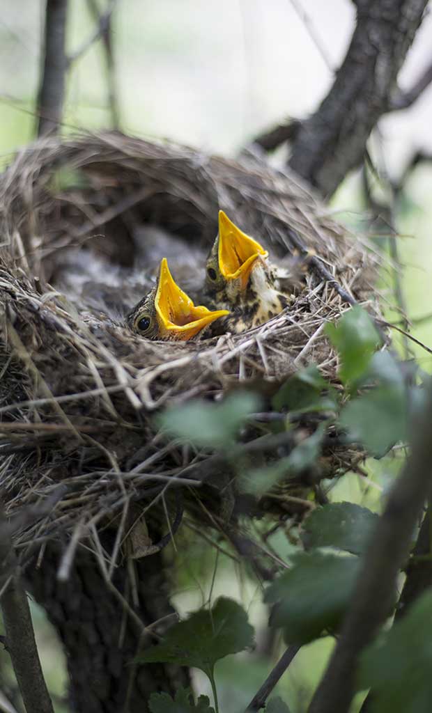 About Maplebeck Tree Care