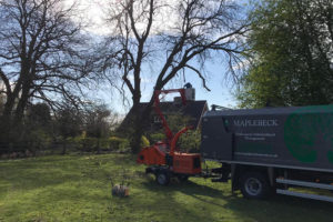 ash tree removal maplebeck tree care