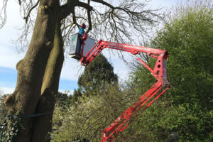 east markham ash tree removal maplebeck tree care
