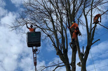 pollarding maplebeck tree care nottingham