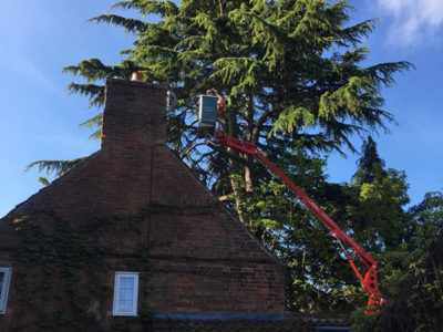 tree reduction quince cottage oxton