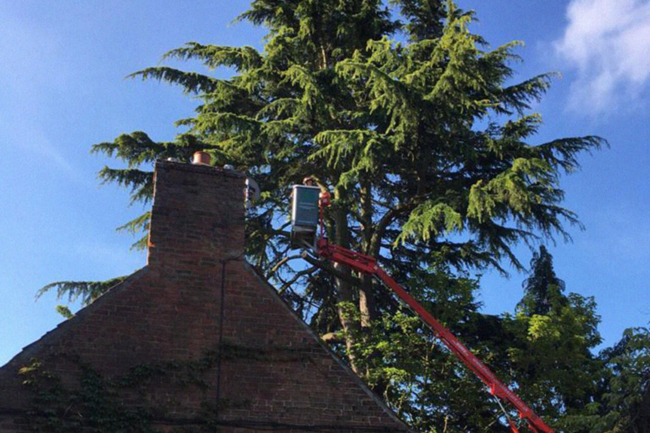 tree reduction quince cottage oxton