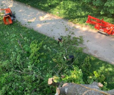 choosing your tree surgeon