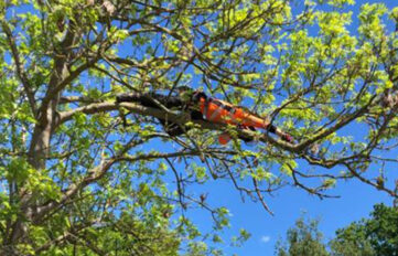 crown reduction maplebeck tree care nottinghamshire