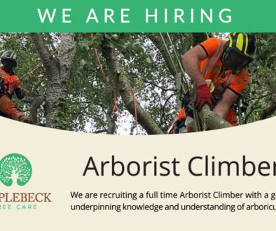 recruitment arborist climber news