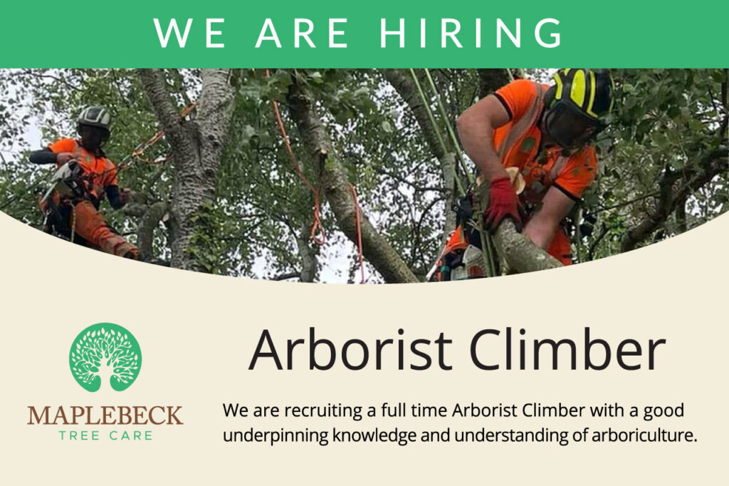 We are Hiring - Arborist Climber - Maplebeck Tree Care