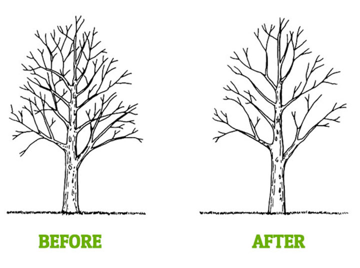 crown thinning before after diagram