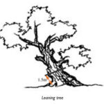 measure leaning tree