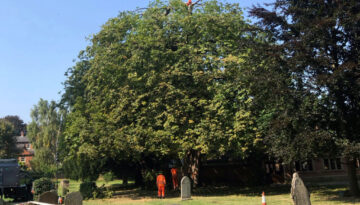 southwell minster tree reduction