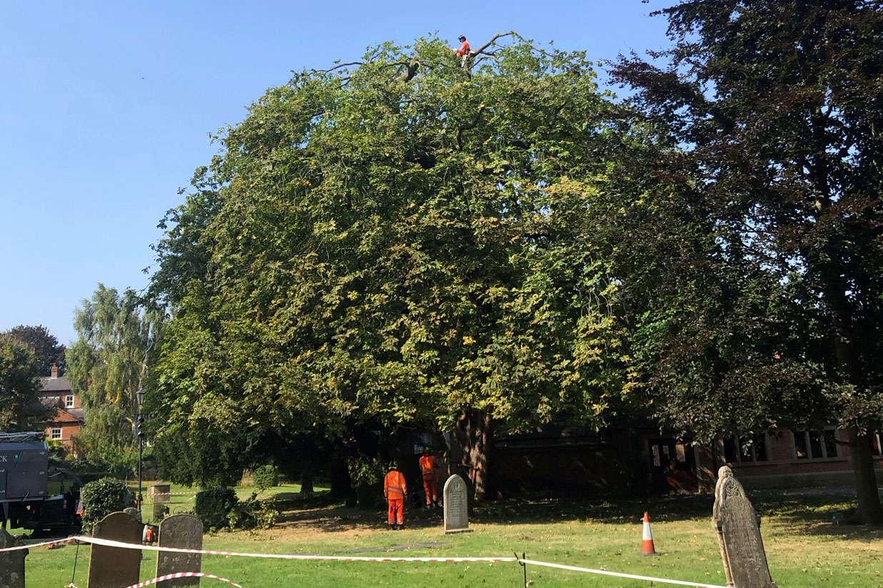 southwell minster tree reduction