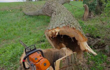 safe tree removals