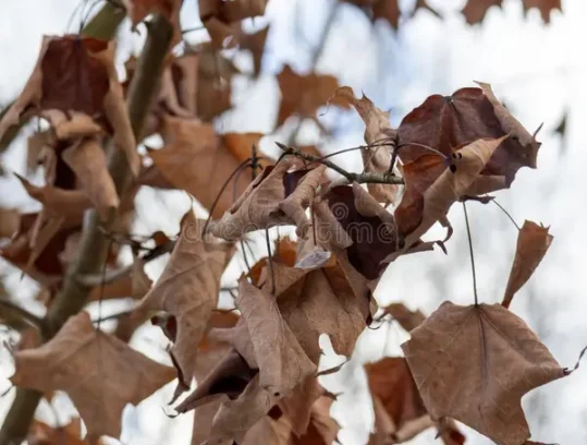 close-up-dried-brown-leaves-hanging-tree-branch-against-soft-blurred-sky-background-moody-late-autumn-early-winter-439323690.jpg close-up-dried-brown-leaves-hanging-tree-branch-against-soft-blurred-sky-background-moody-late-autumn-early-winter-439323690.jpg