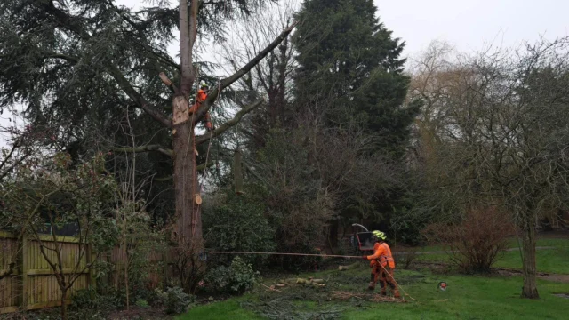 Kicking off February with a domestic tree removal in Newark on Trent following damage caused by a past lightning strike. The tree needed safe dismantle and careful removal to ensure surrounding fencing and other vegetation were not damaged in the process. #treeremoval #homeowner #domestictree #treeclimbing #newarkontrent