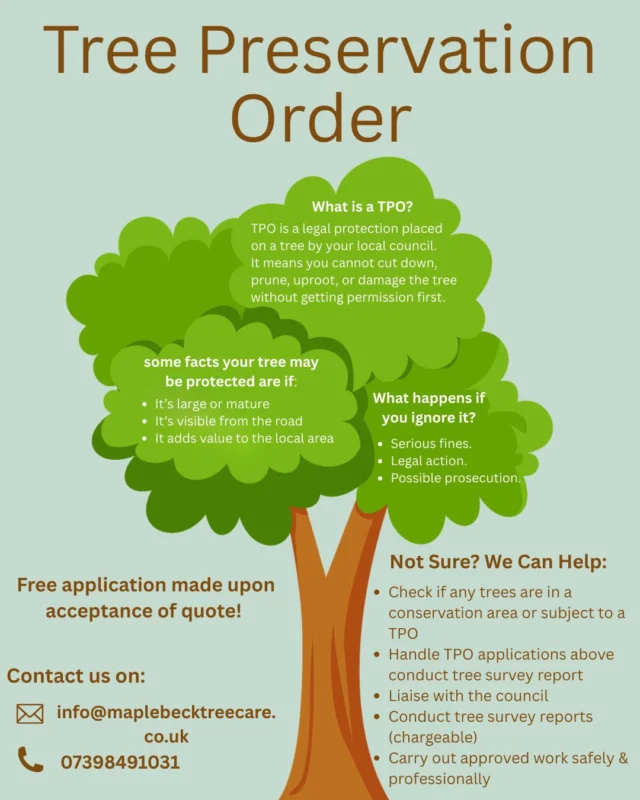 Tree works done the right way 🌳 We check Tree Preservation Orders before any work begins — protecting trees and ensuring full compliance. #treework #arborist #treepreservation #responsiblecontractor